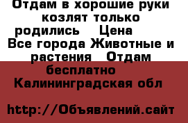 Отдам в хорошие руки козлят.только родились. › Цена ­ 20 - Все города Животные и растения » Отдам бесплатно   . Калининградская обл.